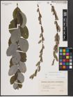 Foto von Salix caprea L. x Salix repens L.
